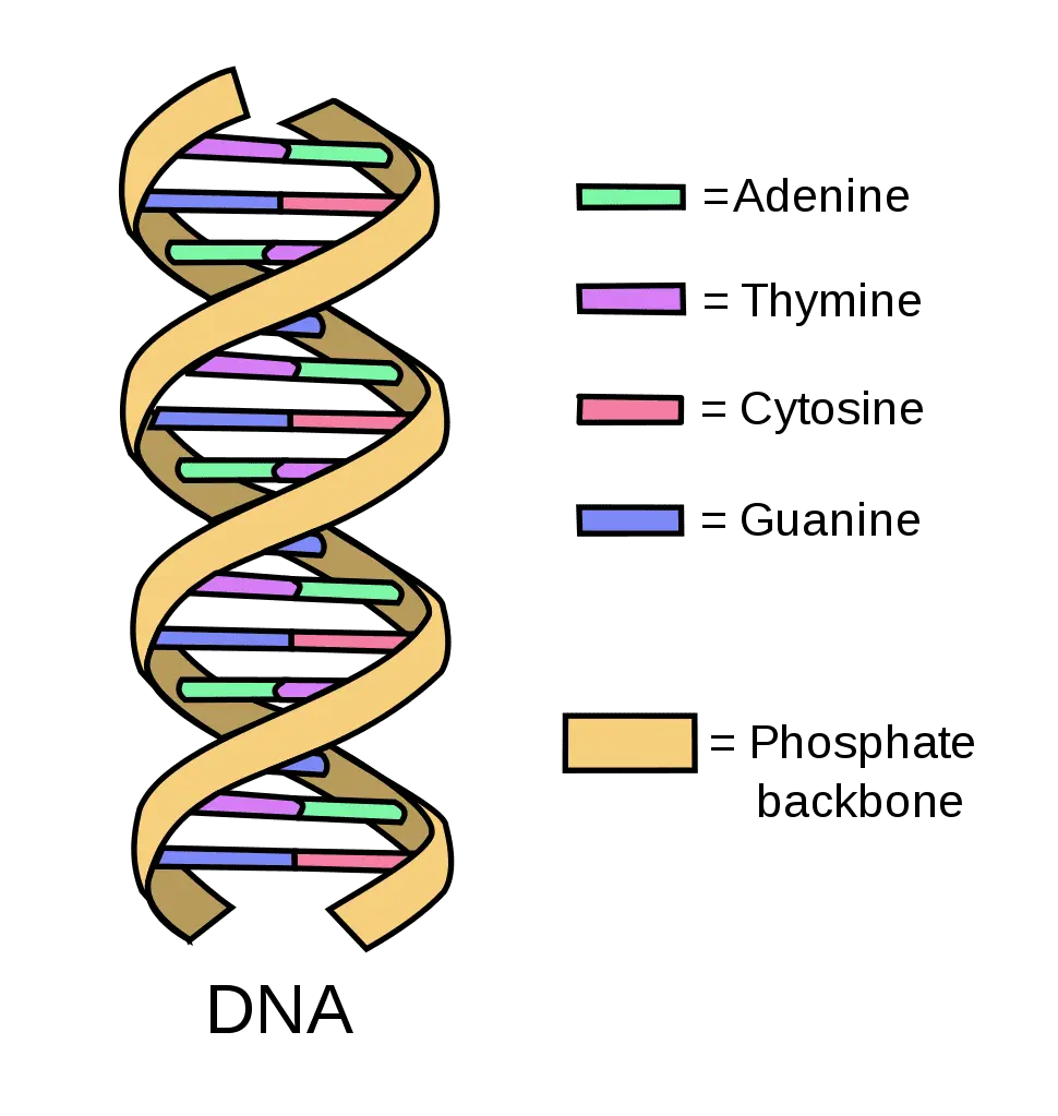 نمای میکروسکوپی سلول با کروموزوم‌های داخل هسته و مولکول‌های DNA