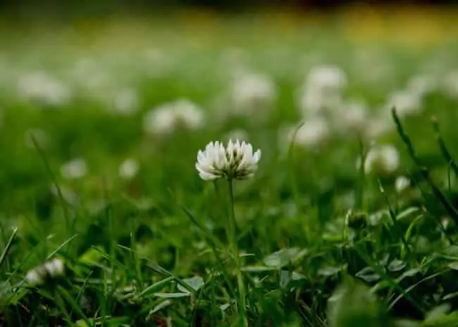 ابزارهای آبیاری مانند آبپاش و لوله‌های قطره‌ای برای هال تازه‌کاشته‌شده