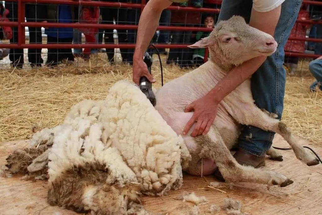 پرواربندی گوسفند چگونه انجام می‌شود؛ راهنمای ساده برای شروع