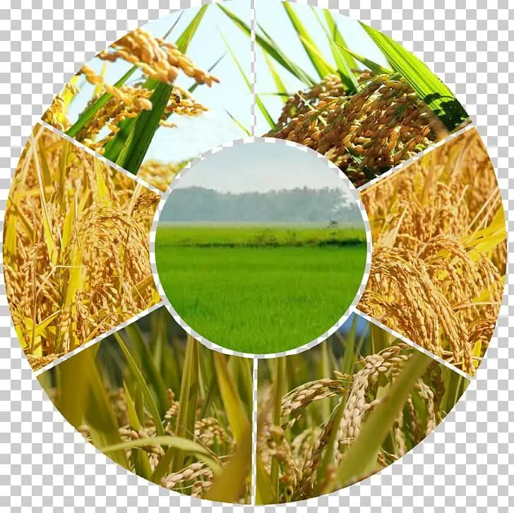 محصولات کشاورزی در حین بسته‌بندی برای صادرات