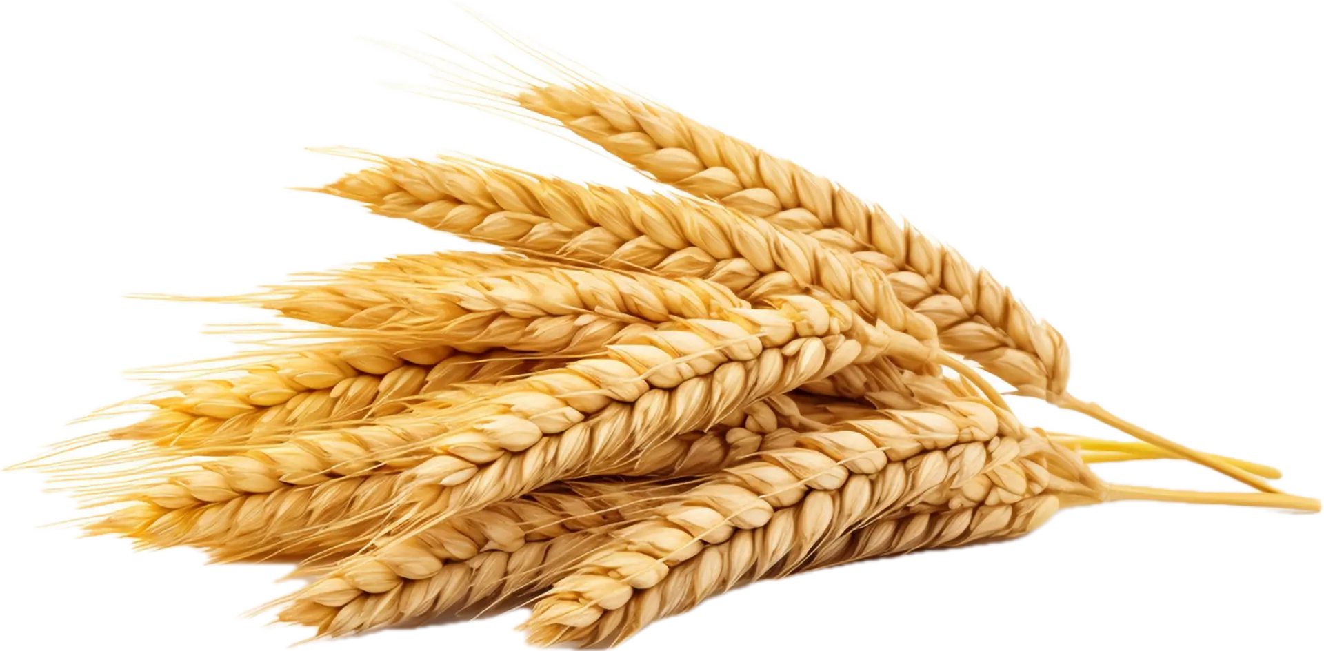 بهترین زمان کاشت گندم چه زمانی است؛ نکات خرید و انتخاب هوشمندانه