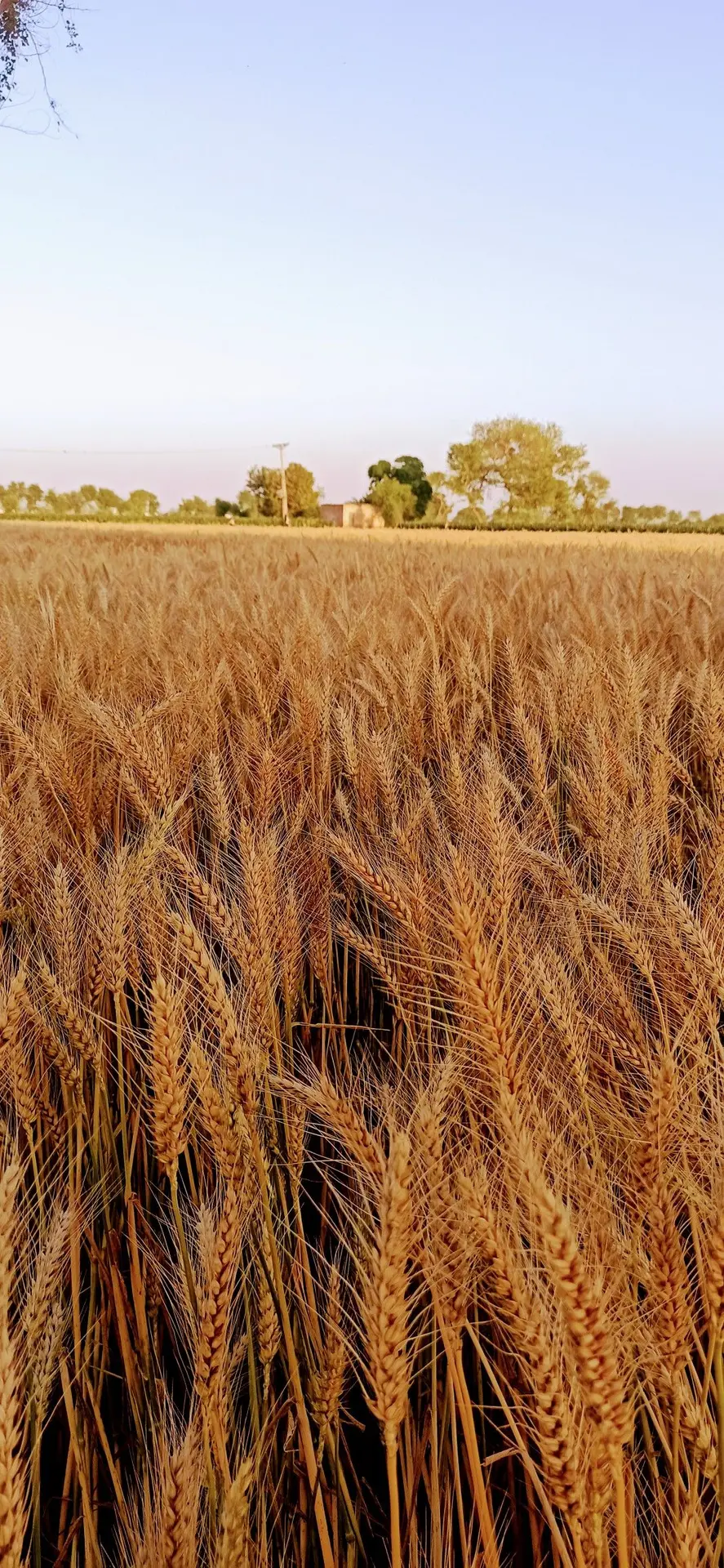 کنترل آفات و بیماری‌ها در مزارع گندم