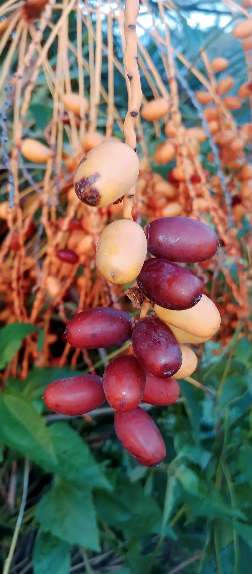 خرما چگونه پرورش داده می‌شود؛ بررسی نکات و جزئیات مهم