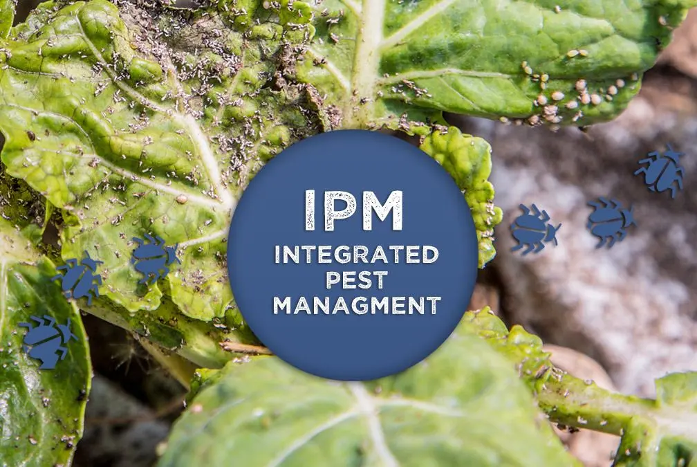 آشنایی با مدیریت تلفیقی آفات IPM؛ تعریف و کاربردها
