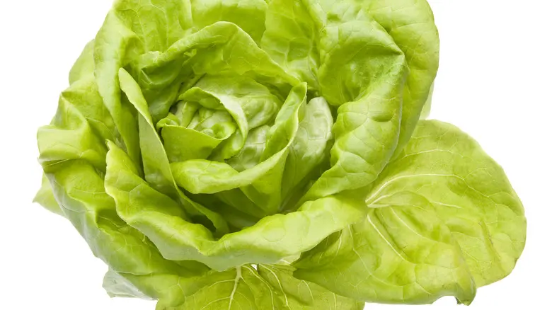 کاهو چگونه پرورش داده می‌شود؛ راهنمای کامل و کاربردی