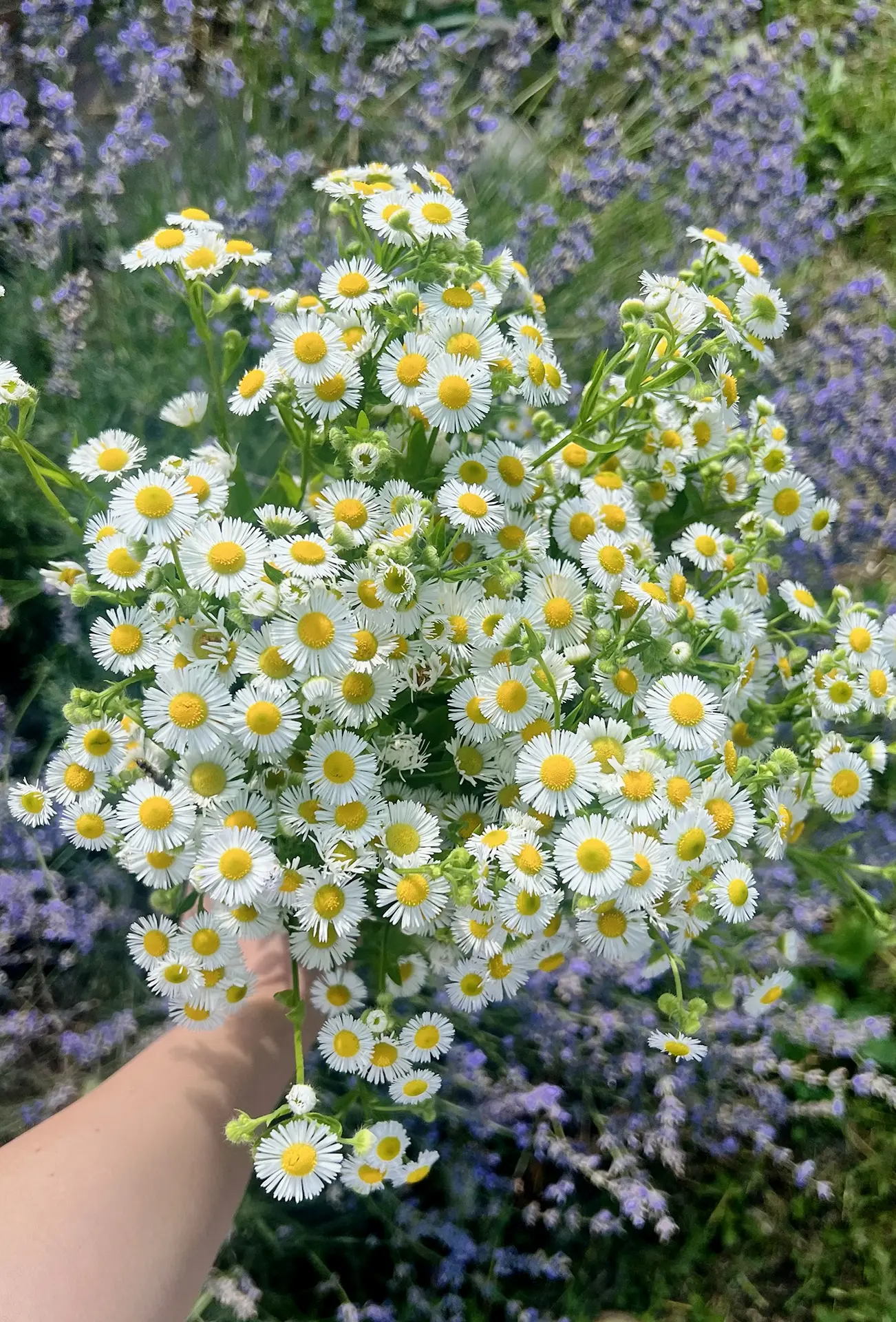 گیاهان بابونه جوان در گلدان با برگ‌های سبز تازه