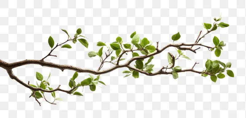شاخه درخت در حال خم شدن برای خوابانیدن