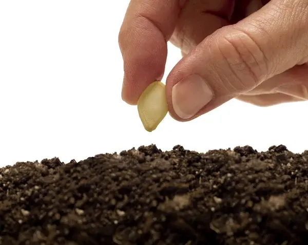 کاشت بذرمال در خاک برای بهبود ساختار آن