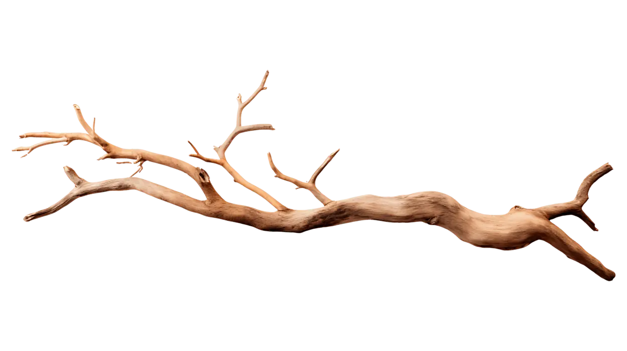 خوابانیدن شاخه چیست و چگونه انجام می‌شود؛ نکات کاربردی و اشتباهات رایج