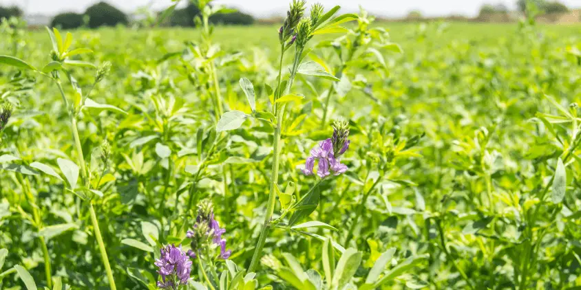 مراحل کاشت یونجه در زمین کشاورزی