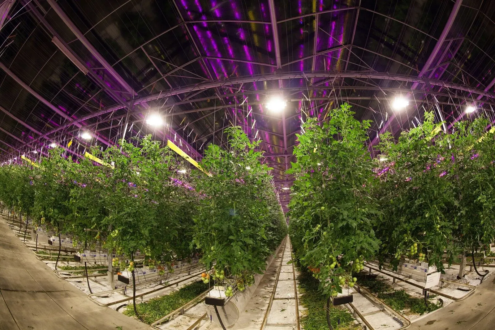 سیستم نورپردازی LED در گلخانه با تنظیم طیف نور برای رشد بهینه گیاهان