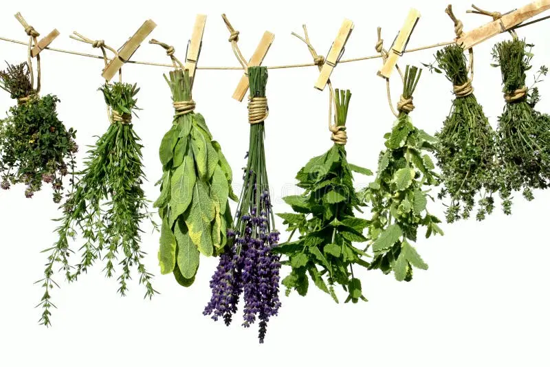 گیاهان دارویی آویزان شده برای خشک شدن در هوا