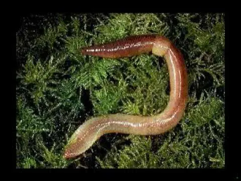 کمپوست و مواد آلی برای جذب کرم‌های خاکی