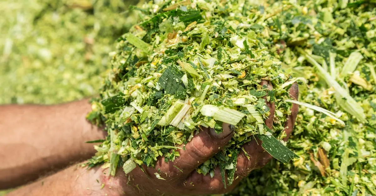 سیلاژ ذرت چگونه تولید می‌شود؛ بررسی نکات و جزئیات مهم
