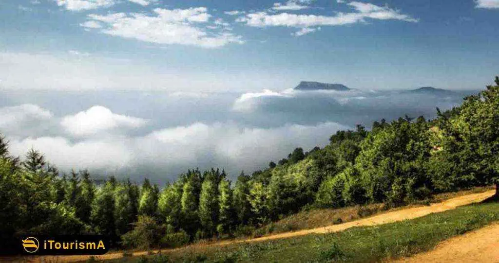 جاده‌ای در میان جنگل‌های هیرکانی با درختان بلند و نور خورشید