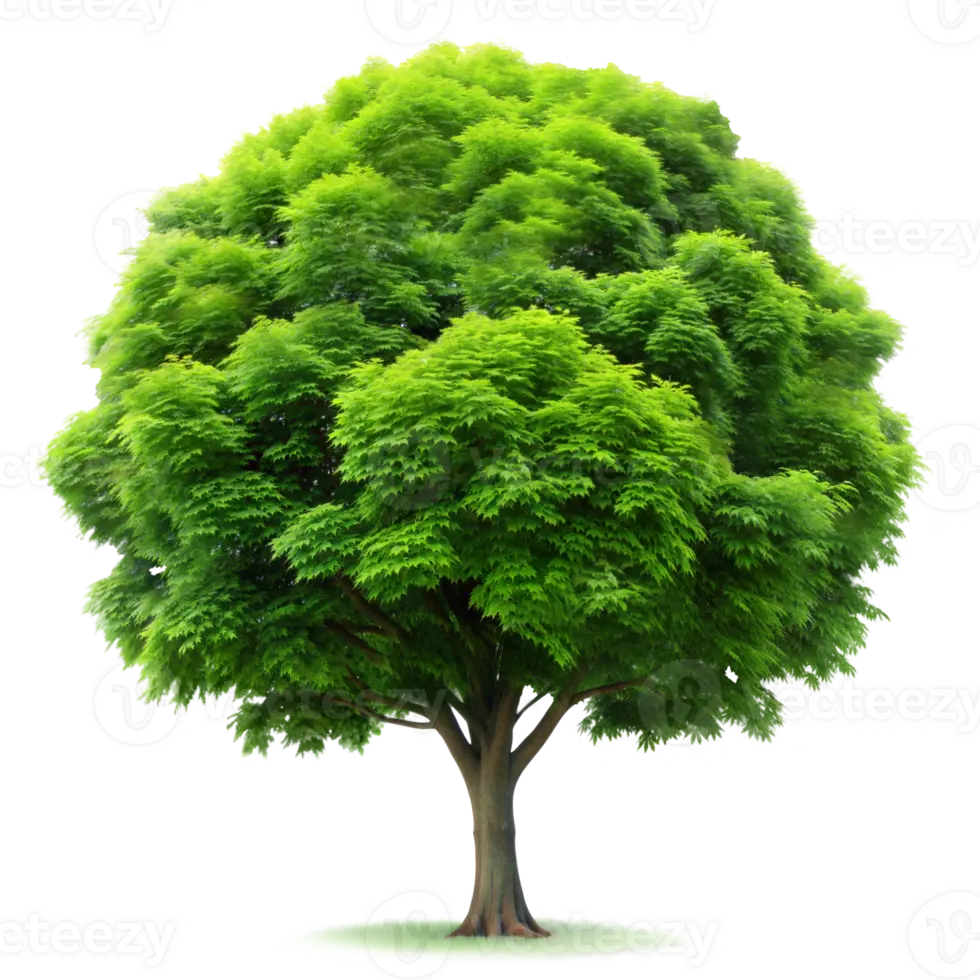 پیوند درخت چیست و چه انواعی دارد؛ بررسی نکات و جزئیات مهم