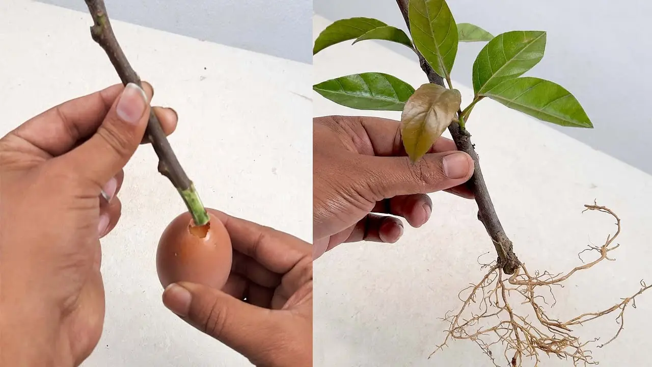 نمونه‌ای از قلمه‌زنی در آب برای گیاهان سبز
