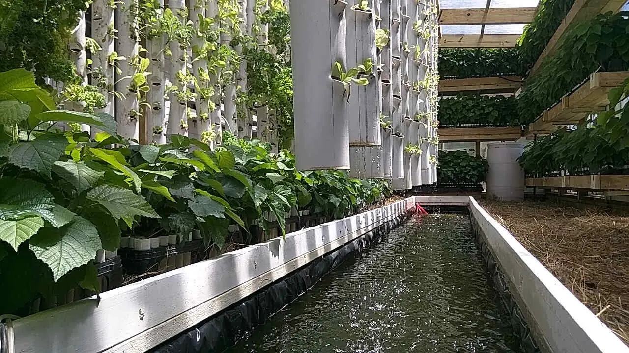 آکواپونیک چیست و چگونه ماهی و گیاه را ترکیب می‌کند؛ راهنمای ساده برای شروع