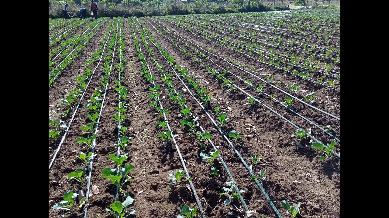 آبیاری قطره‌ای چیست و چه مزایایی دارد؛ قبل از اقدام این موارد را بدانید