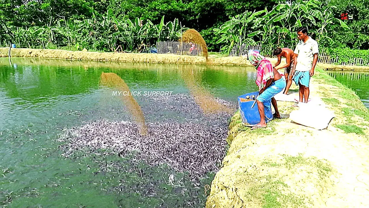 حوضچه‌های پرورش ماهی در یک واحد صنعتی