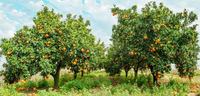 مزرعه‌ای پر از درختان نارنجی با میوه‌های فراوان