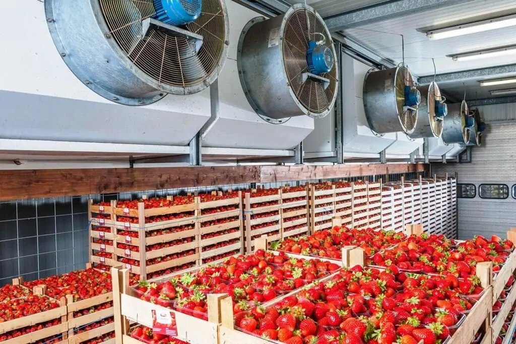 مر نگهداری میوه را افزایش دهیم چگونه انجام می‌شود؟ راهنمای کامل و کاربردی