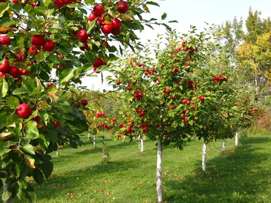 فاصله کاشت درختان میوه چگونه تعیین می‌شود؛ راهنمای کامل و کاربردی