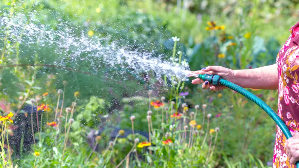 سیستم آبیاری قطرهای برای کوددهی از طریق آبیاری