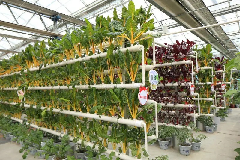 گیاهان سبزی در سیستم هیدروپونیک داخل گلخانه با نور مصنوعی