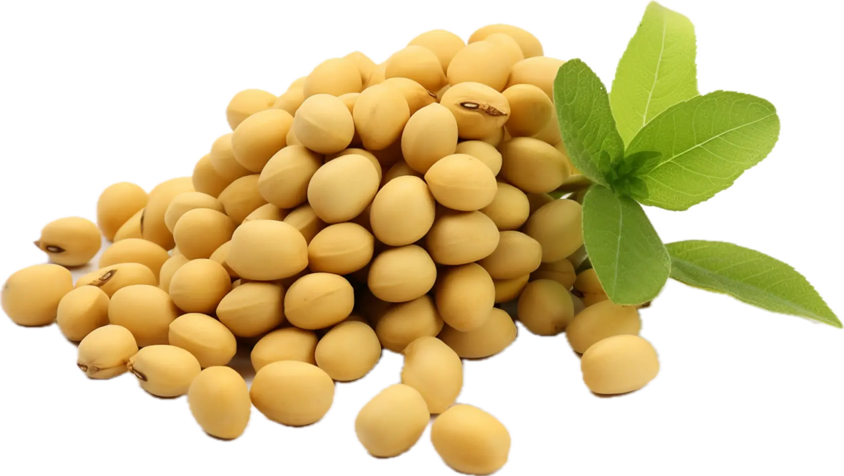 گیاهان جوان جو در مرحله رشد اولیه