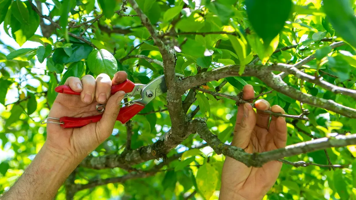آشنایی با هرس تابستانه؛ تعریف و کاربردها
