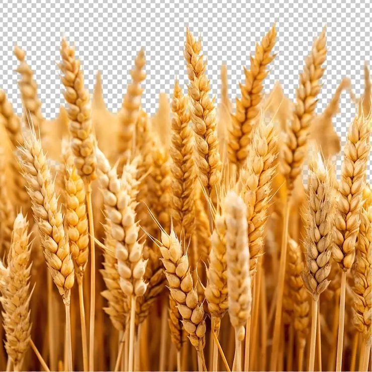 روش‌های افزایش عملکرد گندم در هکتار؛ راهنمای کامل و کاربردی